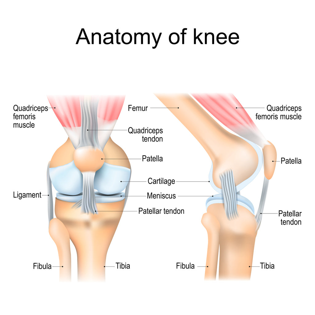 Anatomy of knee and the pain that can be caused
