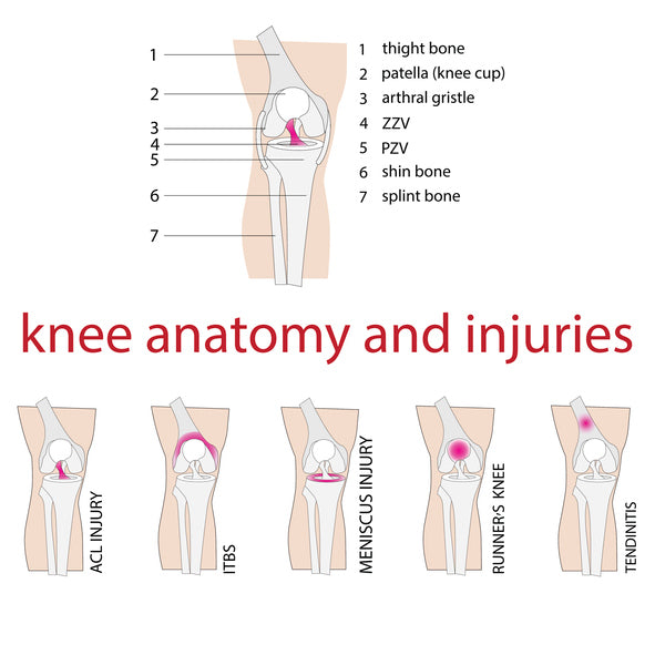 Anatomy of knee pain and injuries