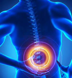 spinal cord